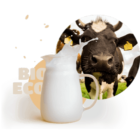 cow with the pitcher of milk