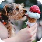 A puppy licks an ice-cream cone